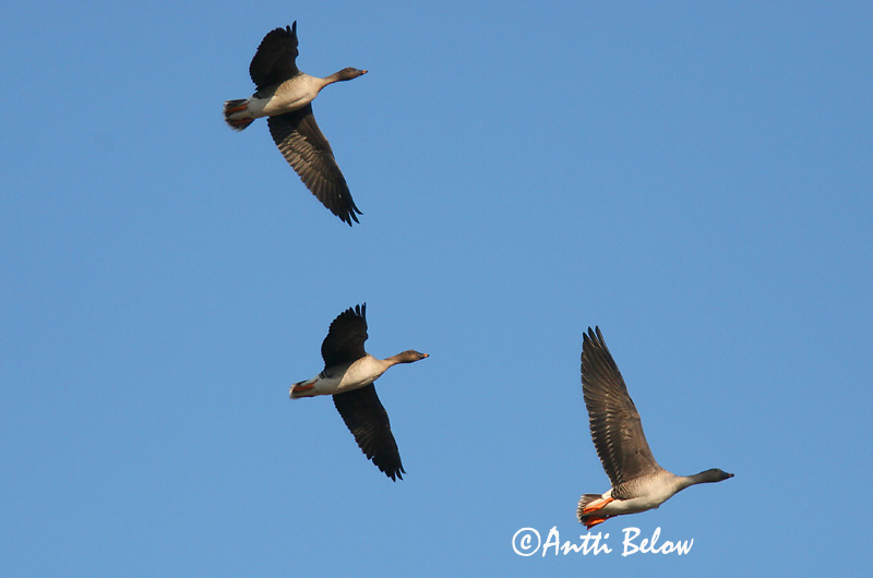 Avainsanat: Oca salvatge Sædgås Rietgans Bean Goose Rabahani Metsähanhi Oie des moissons Saatgans Vetési lúd Akurgæs Sædgås Ganso-campestre Anser fabalis Ansar Campestre Sädgås