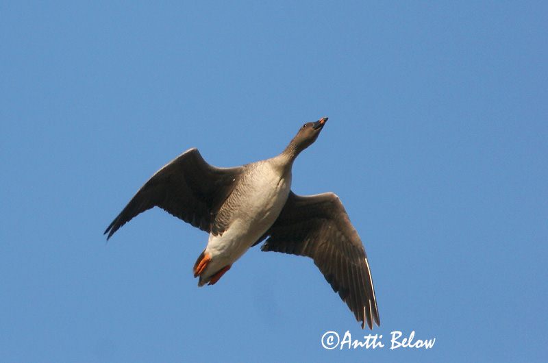 Avainsanat: Oca salvatge Sædgås Rietgans Bean Goose Rabahani Metsähanhi Oie des moissons Saatgans Vetési lúd Akurgæs Sædgås Ganso-campestre Anser fabalis Ansar Campestre Sädgås