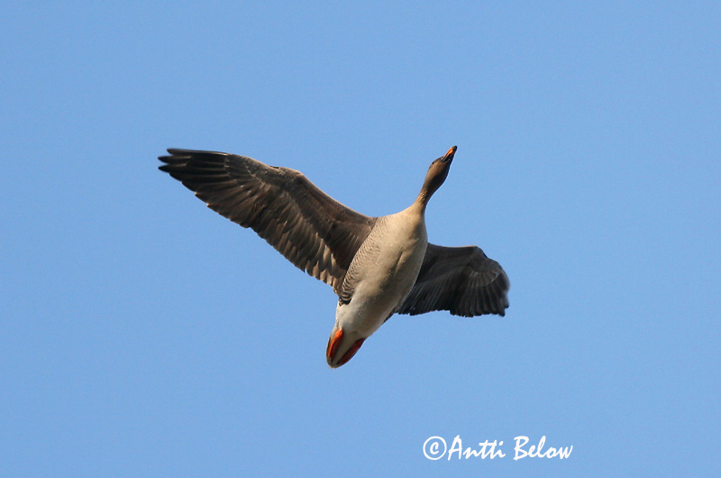 Avainsanat: Oca salvatge Sædgås Rietgans Bean Goose Rabahani Metsähanhi Oie des moissons Saatgans Vetési lúd Akurgæs Sædgås Ganso-campestre Anser fabalis Ansar Campestre Sädgås
