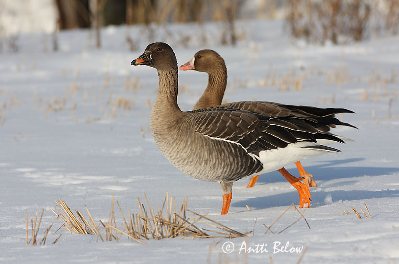 Avainsanat: Oca salvatge Sædgås Rietgans Bean Goose Rabahani Metsähanhi Oie des moissons Saatgans Vetési lúd Akurgæs Sædgås Ganso-campestre Anser fabalis Ansar Campestre Sädgås