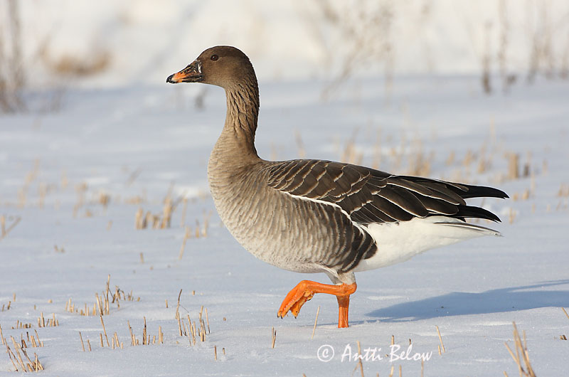 Avainsanat: Oca salvatge Sædgås Rietgans Bean Goose Rabahani Metsähanhi Oie des moissons Saatgans Vetési lúd Akurgæs Sædgås Ganso-campestre Anser fabalis Ansar Campestre Sädgås