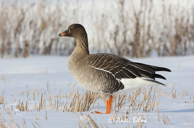 Avainsanat: Oca salvatge Sædgås Rietgans Bean Goose Rabahani Metsähanhi Oie des moissons Saatgans Vetési lúd Akurgæs Sædgås Ganso-campestre Anser fabalis Ansar Campestre Sädgås