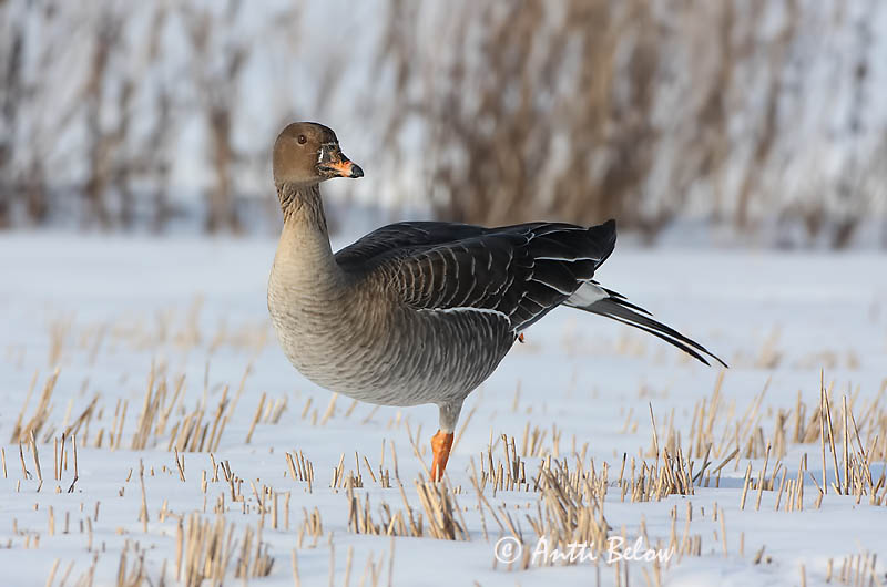 Avainsanat: Oca salvatge Sædgås Rietgans Bean Goose Rabahani Metsähanhi Oie des moissons Saatgans Vetési lúd Akurgæs Sædgås Ganso-campestre Anser fabalis Ansar Campestre Sädgås