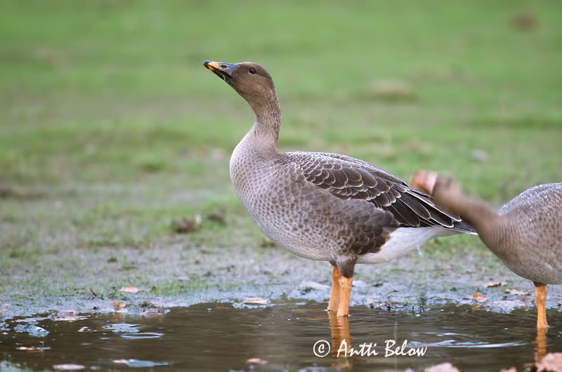 autumn,Helsinki
1cy
Avainsanat: Oca salvatge Sædgås Rietgans Bean Goose Rabahani Metsähanhi Oie des moissons Saatgans Vetési lúd Akurgæs Sædgås Ganso-campestre Anser fabalis Ansar Campestre Sädgås