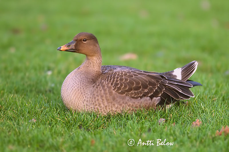autumn,Helsinki
1cy
Avainsanat: Oca salvatge Sædgås Rietgans Bean Goose Rabahani Metsähanhi Oie des moissons Saatgans Vetési lúd Akurgæs Sædgås Ganso-campestre Anser fabalis Ansar Campestre Sädgås