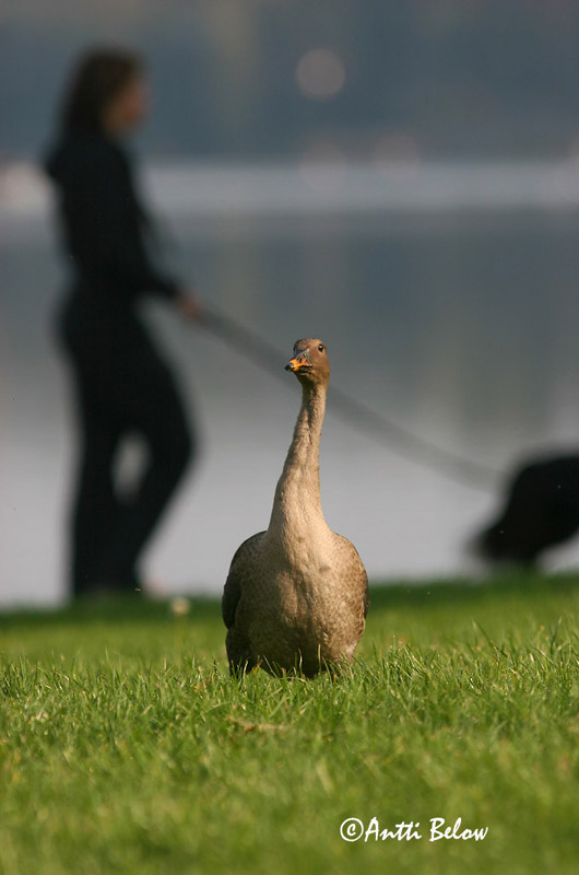 Avainsanat: Oca salvatge Sædgås Rietgans Bean Goose Rabahani Metsähanhi Oie des moissons Saatgans Vetési lúd Akurgæs Sædgås Ganso-campestre Anser fabalis Ansar Campestre Sädgås