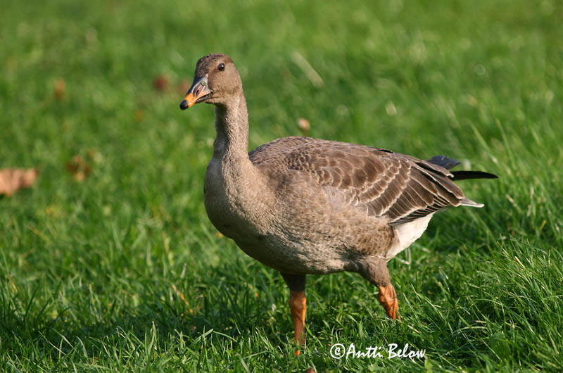 Helsinki autumn
1cy
Avainsanat: Oca salvatge Sædgås Rietgans Bean Goose Rabahani Metsähanhi Oie des moissons Saatgans Vetési lúd Akurgæs Sædgås Ganso-campestre Anser fabalis Ansar Campestre Sädgås