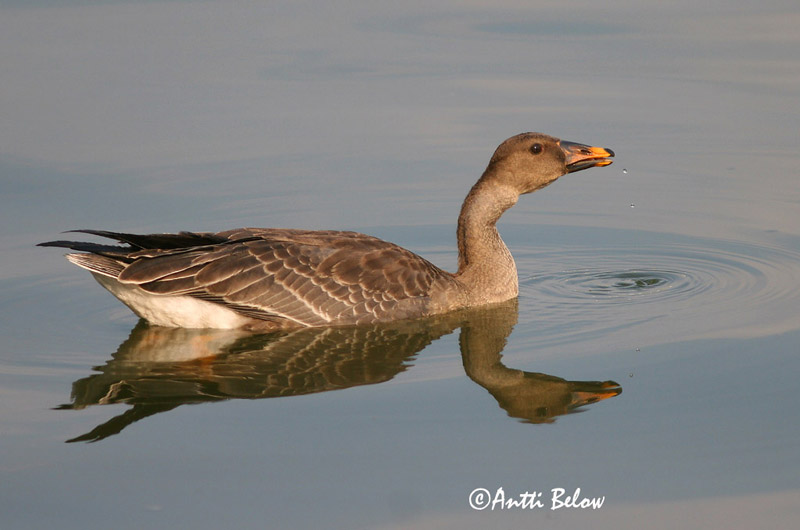 Avainsanat: Oca salvatge Sædgås Rietgans Bean Goose Rabahani Metsähanhi Oie des moissons Saatgans Vetési lúd Akurgæs Sædgås Ganso-campestre Anser fabalis Ansar Campestre Sädgås