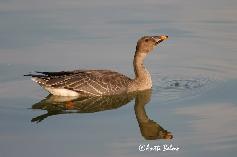 Helsinki autumn
1cy
Avainsanat: Oca salvatge Sædgås Rietgans Bean Goose Rabahani Metsähanhi Oie des moissons Saatgans Vetési lúd Akurgæs Sædgås Ganso-campestre Anser fabalis Ansar Campestre Sädgås