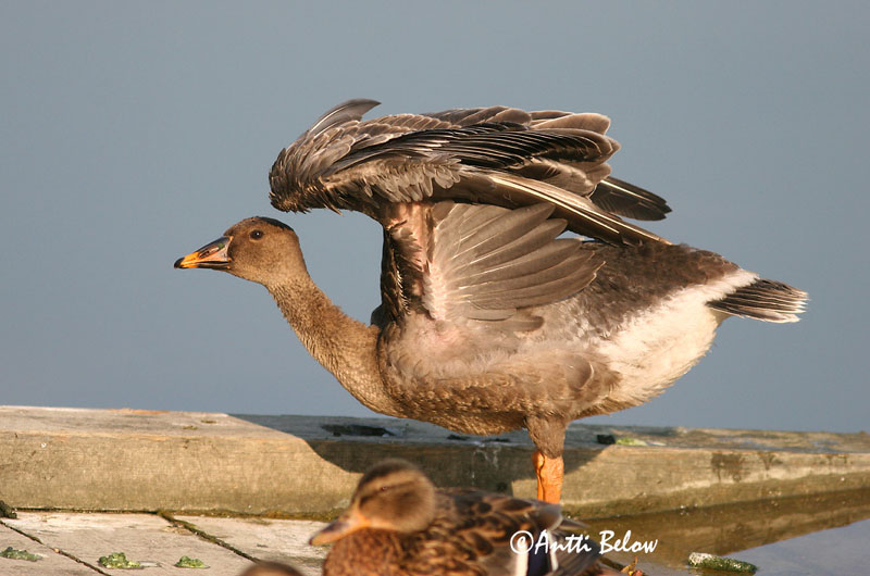 Helsinki autumn
1cy
Avainsanat: Oca salvatge Sædgås Rietgans Bean Goose Rabahani Metsähanhi Oie des moissons Saatgans Vetési lúd Akurgæs Sædgås Ganso-campestre Anser fabalis Ansar Campestre Sädgås