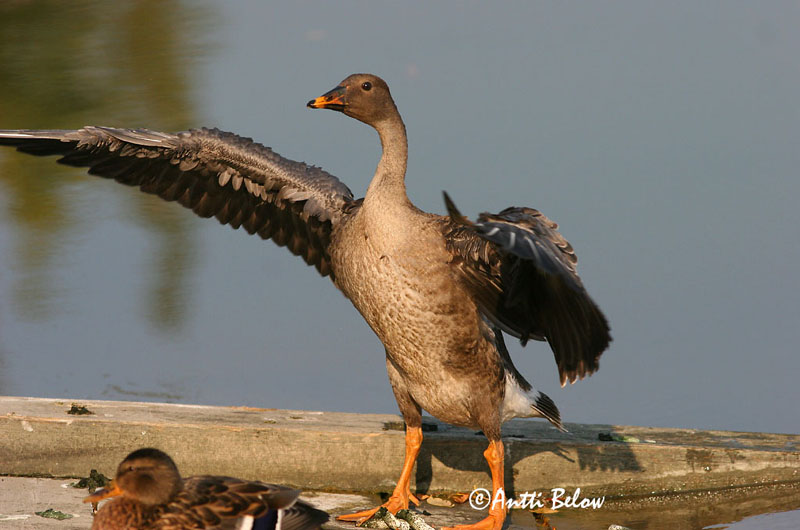 Helsinki autumn
1cy
Avainsanat: Oca salvatge Sædgås Rietgans Bean Goose Rabahani Metsähanhi Oie des moissons Saatgans Vetési lúd Akurgæs Sædgås Ganso-campestre Anser fabalis Ansar Campestre Sädgås