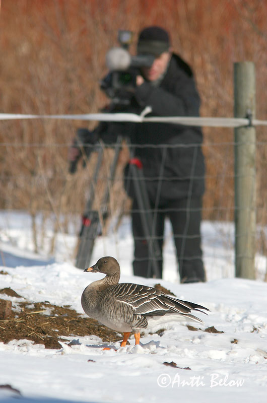 Helsinki, 3/2006
rossicus
Avainsanat: Oca salvatge Sædgås Rietgans Bean Goose Rabahani Metsähanhi Oie des moissons Saatgans Vetési lúd Akurgæs Sædgås Ganso-campestre Anser fabalis Ansar Campestre Sädgås rossicus