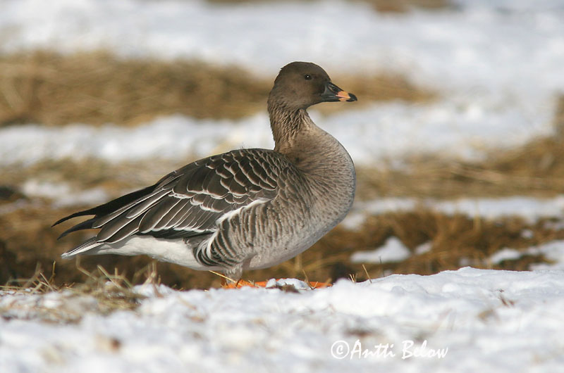 Helsinki 3/2006
rossicus
Avainsanat: Oca salvatge Sædgås Rietgans Bean Goose Rabahani Metsähanhi Oie des moissons Saatgans Vetési lúd Akurgæs Sædgås Ganso-campestre Anser fabalis Ansar Campestre Sädgås