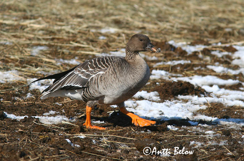 Helsinki 3/2006
rossicus
Avainsanat: Oca salvatge Sædgås Rietgans Bean Goose Rabahani Metsähanhi Oie des moissons Saatgans Vetési lúd Akurgæs Sædgås Ganso-campestre Anser fabalis Ansar Campestre Sädgås