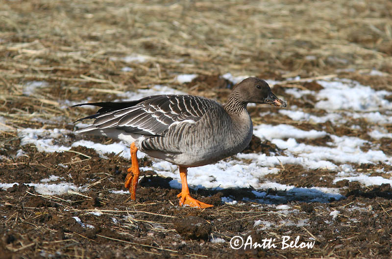 Helsinki 3/2006
rossicus
Avainsanat: Oca salvatge Sædgås Rietgans Bean Goose Rabahani Metsähanhi Oie des moissons Saatgans Vetési lúd Akurgæs Sædgås Ganso-campestre Anser fabalis Ansar Campestre Sädgås rossicus
