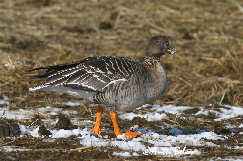 Helsinki 3/2006
rossicus
Avainsanat: Oca salvatge Sædgås Rietgans Bean Goose Rabahani Metsähanhi Oie des moissons Saatgans Vetési lúd Akurgæs Sædgås Ganso-campestre Anser fabalis Ansar Campestre Sädgås rossicus