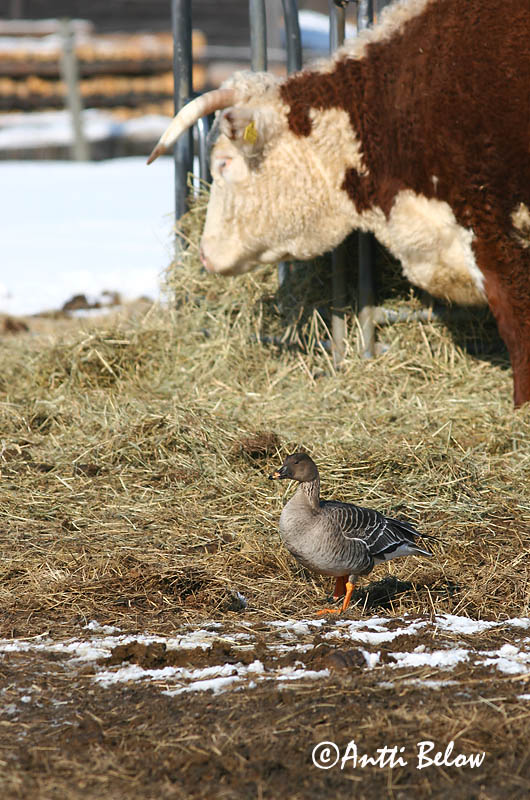 Helsinki 3/2006
rossicus
Avainsanat: Oca salvatge Sædgås Rietgans Bean Goose Rabahani Metsähanhi Oie des moissons Saatgans Vetési lúd Akurgæs Sædgås Ganso-campestre Anser fabalis Ansar Campestre Sädgås rossicus