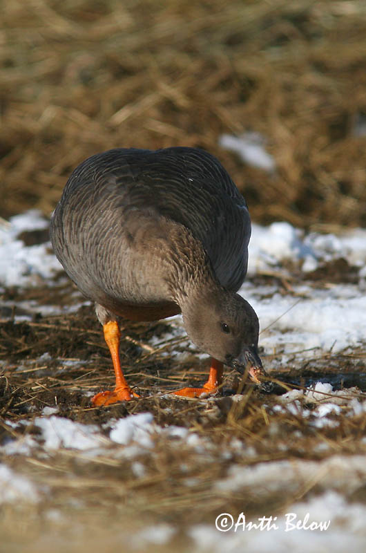 Helsinki 3/2006
rossicus
Avainsanat: Oca salvatge Sædgås Rietgans Bean Goose Rabahani Metsähanhi Oie des moissons Saatgans Vetési lúd Akurgæs Sædgås Ganso-campestre Anser fabalis Ansar Campestre Sädgås