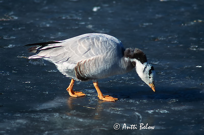 in Beijing Zoo
Avainsanat: Indische gans Bar-headed Goose Tiibetinhanhi Intianhanhi Oie à tête barrée Streifengans Stripegås Anser indicus Ansar Indio Stripgås