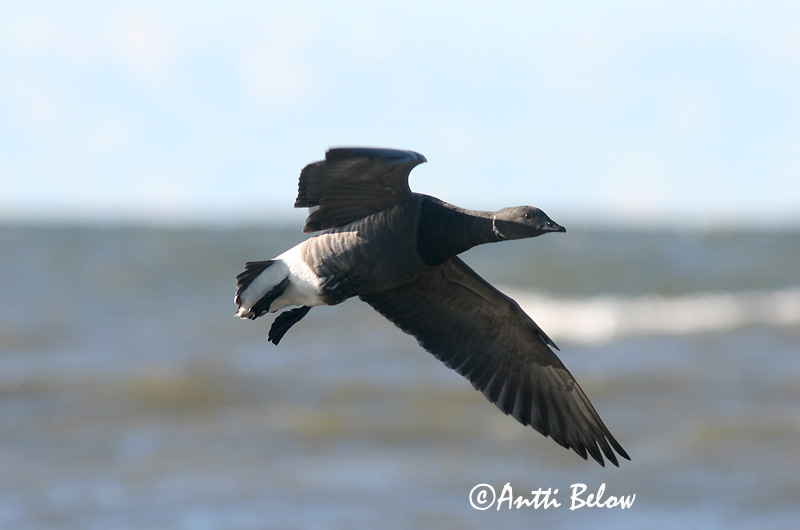 Avainsanat: Oca de collar Knortegås Rotgans Brent Goose Mustlagle Sepelhanhi Bernache cravant Ringelgans Örvös lúd Margæs Oca colombaccio Ringgås Ganso-de-faces-negras Branta bernicla Barnacla Carinegra Prutgås