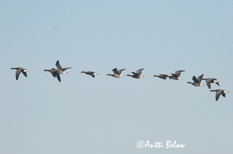 Avainsanat: Oca de collar Knortegås Rotgans Brent Goose Mustlagle Sepelhanhi Bernache cravant Ringelgans Örvös lúd Margæs Oca colombaccio Ringgås Ganso-de-faces-negras Branta bernicla Barnacla Carinegra Prutgås
