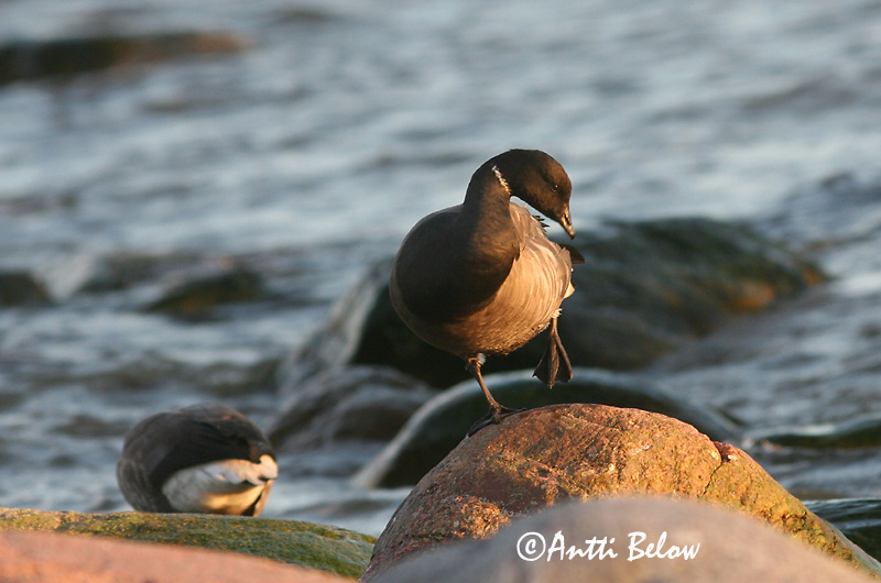 Avainsanat: Oca de collar Knortegås Rotgans Brent Goose Mustlagle Sepelhanhi Bernache cravant Ringelgans Örvös lúd Margæs Oca colombaccio Ringgås Ganso-de-faces-negras Branta bernicla Barnacla Carinegra Prutgås