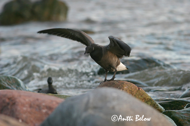 Avainsanat: Oca de collar Knortegås Rotgans Brent Goose Mustlagle Sepelhanhi Bernache cravant Ringelgans Örvös lúd Margæs Oca colombaccio Ringgås Ganso-de-faces-negras Branta bernicla Barnacla Carinegra Prutgås