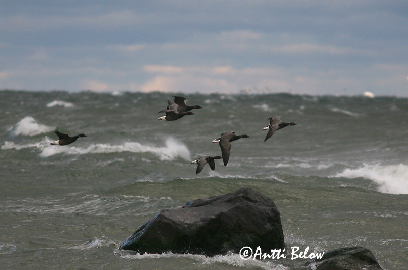 Avainsanat: Oca de collar Knortegås Rotgans Brent Goose Mustlagle Sepelhanhi Bernache cravant Ringelgans Örvös lúd Margæs Oca colombaccio Ringgås Ganso-de-faces-negras Branta bernicla Barnacla Carinegra Prutgås