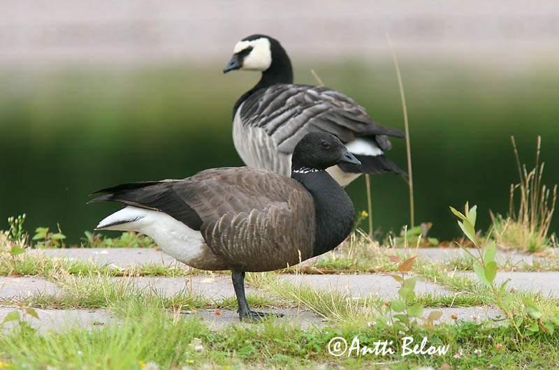 Avainsanat: Oca de collar Knortegås Rotgans Brent Goose Mustlagle Sepelhanhi Bernache cravant Ringelgans Örvös lúd Margæs Oca colombaccio Ringgås Ganso-de-faces-negras Branta bernicla Barnacla Carinegra Prutgås