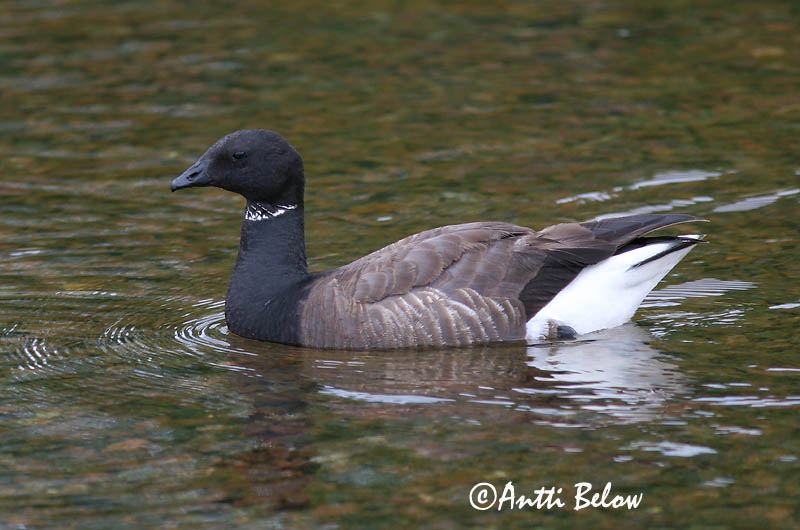 Avainsanat: Oca de collar Knortegås Rotgans Brent Goose Mustlagle Sepelhanhi Bernache cravant Ringelgans Örvös lúd Margæs Oca colombaccio Ringgås Ganso-de-faces-negras Branta bernicla Barnacla Carinegra Prutgås