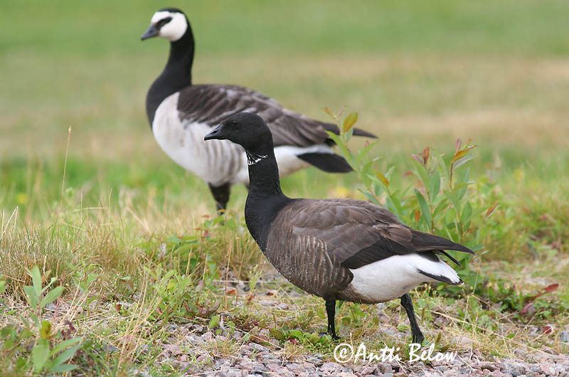 Avainsanat: Oca de collar Knortegås Rotgans Brent Goose Mustlagle Sepelhanhi Bernache cravant Ringelgans Örvös lúd Margæs Oca colombaccio Ringgås Ganso-de-faces-negras Branta bernicla Barnacla Carinegra Prutgås