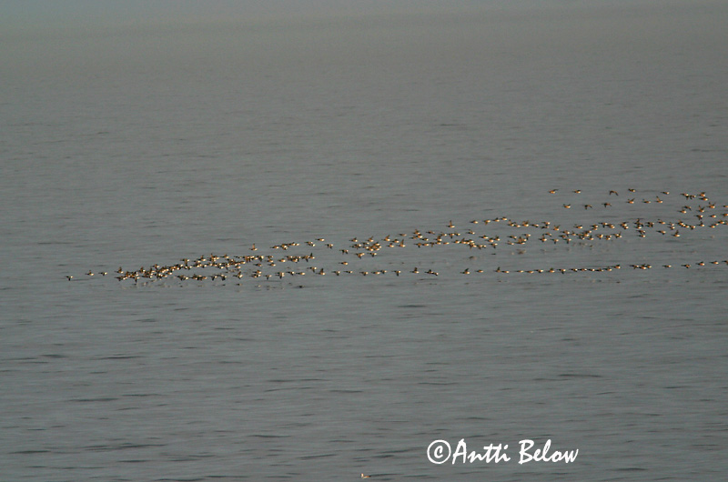 Avainsanat: Oca de collar Knortegås Rotgans Brent Goose Mustlagle Sepelhanhi Bernache cravant Ringelgans Örvös lúd Margæs Oca colombaccio Ringgås Ganso-de-faces-negras Branta bernicla Barnacla Carinegra Prutgås
