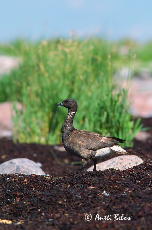 Avainsanat: Oca de collar Knortegås Rotgans Brent Goose Mustlagle Sepelhanhi Bernache cravant Ringelgans Örvös lúd Margæs Oca colombaccio Ringgås Ganso-de-faces-negras Branta bernicla Barnacla Carinegra Prutgås