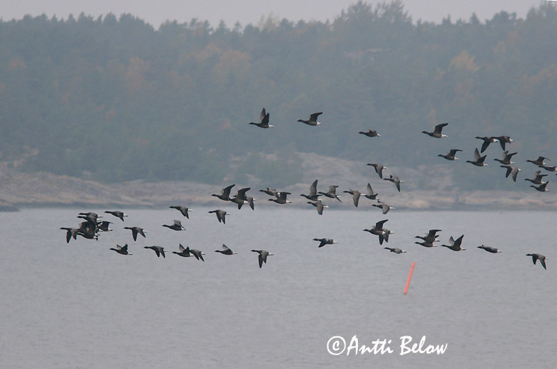Avainsanat: Oca de collar Knortegås Rotgans Brent Goose Mustlagle Sepelhanhi Bernache cravant Ringelgans Örvös lúd Margæs Oca colombaccio Ringgås Ganso-de-faces-negras Branta bernicla Barnacla Carinegra Prutgås