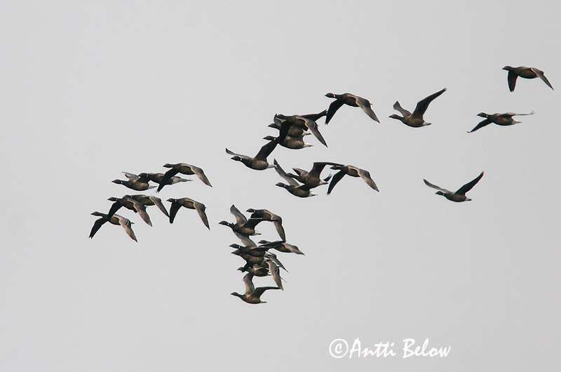 Avainsanat: Oca de collar Knortegås Rotgans Brent Goose Mustlagle Sepelhanhi Bernache cravant Ringelgans Örvös lúd Margæs Oca colombaccio Ringgås Ganso-de-faces-negras Branta bernicla Barnacla Carinegra Prutgås