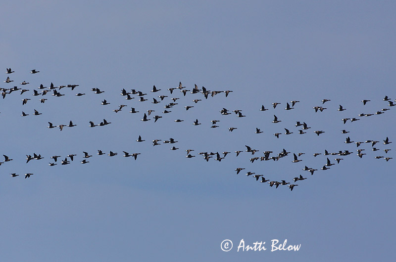 Avainsanat: Oca de collar Knortegås Rotgans Brent Goose Mustlagle Sepelhanhi Bernache cravant Ringelgans Örvös lúd Margæs Oca colombaccio Ringgås Ganso-de-faces-negras Branta bernicla Barnacla Carinegra Prutgås
