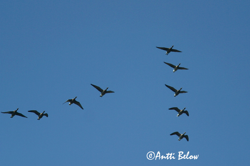 Avainsanat: Oca de collar Knortegås Rotgans Brent Goose Mustlagle Sepelhanhi Bernache cravant Ringelgans Örvös lúd Margæs Oca colombaccio Ringgås Ganso-de-faces-negras Branta bernicla Barnacla Carinegra Prutgås