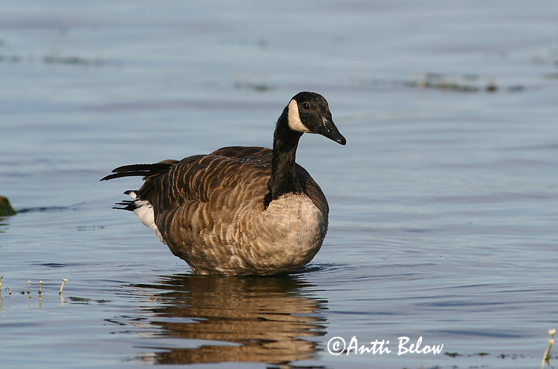 Avainsanat: Oca del Canadà ssp aleuta Kanadagås Canadese gans Canada Goose Kanada lagle Kanadanhanhi Bernache du Canada Kanadagans Kanadai lúd Kanadagæs Oca de Canada Kanadagås Ganso do Canadá Branta canadensis Barnacla Canadiense Kanadagås