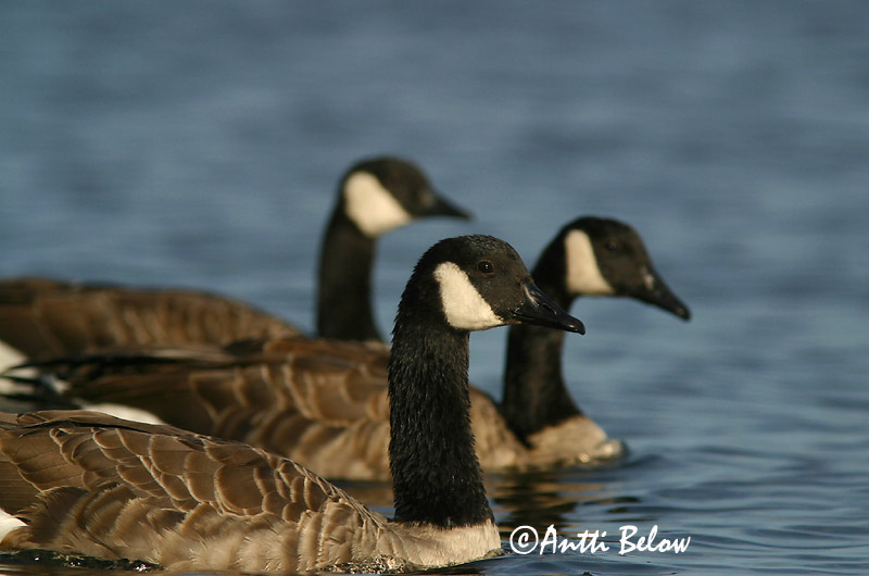 Avainsanat: Oca del Canadà ssp aleuta Kanadagås Canadese gans Canada Goose Kanada lagle Kanadanhanhi Bernache du Canada Kanadagans Kanadai lúd Kanadagæs Oca de Canada Kanadagås Ganso do Canadá Branta canadensis Barnacla Canadiense Kanadagås