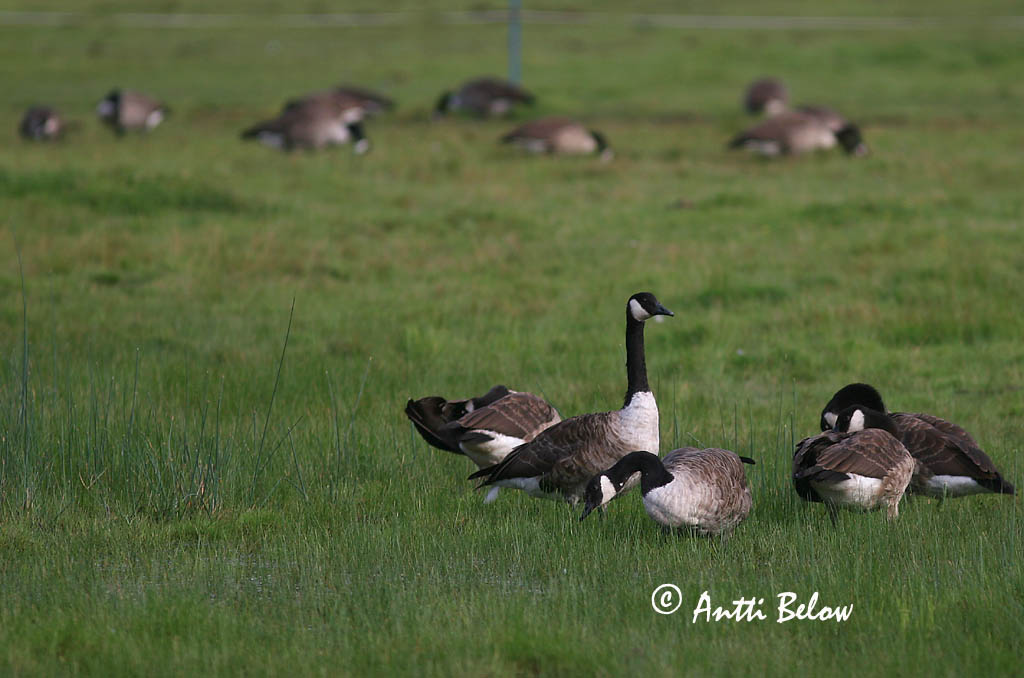 Avainsanat: Oca del Canadà ssp aleuta Kanadagås Canadese gans Canada Goose Kanada lagle Kanadanhanhi Bernache du Canada Kanadagans Kanadai lúd Kanadagæs Oca de Canada Kanadagås Ganso do Canadá Branta canadensis Barnacla Canadiense Kanadagås