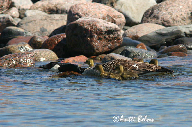 Avainsanat: Oca del Canadà ssp aleuta Kanadagås Canadese gans Canada Goose Kanada lagle Kanadanhanhi Bernache du Canada Kanadagans Kanadai lúd Kanadagæs Oca de Canada Kanadagås Ganso do Canadá Branta canadensis Barnacla Canadiense Kanadagås