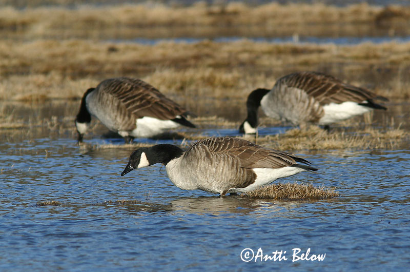 Avainsanat: Oca del Canadà ssp aleuta Kanadagås Canadese gans Canada Goose Kanada lagle Kanadanhanhi Bernache du Canada Kanadagans Kanadai lúd Kanadagæs Oca de Canada Kanadagås Ganso do Canadá Branta canadensis Barnacla Canadiense Kanadagås