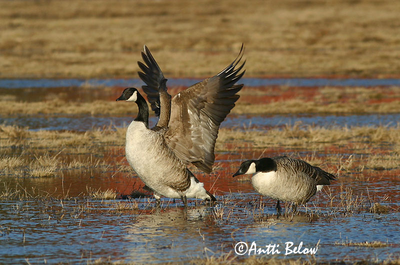 Avainsanat: Oca del Canadà ssp aleuta Kanadagås Canadese gans Canada Goose Kanada lagle Kanadanhanhi Bernache du Canada Kanadagans Kanadai lúd Kanadagæs Oca de Canada Kanadagås Ganso do Canadá Branta canadensis Barnacla Canadiense Kanadagås