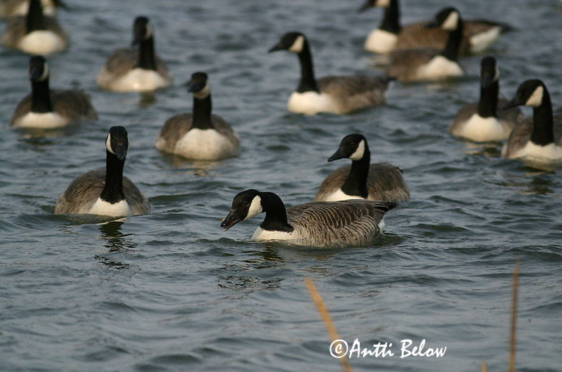 Avainsanat: Oca del Canadà ssp aleuta Kanadagås Canadese gans Canada Goose Kanada lagle Kanadanhanhi Bernache du Canada Kanadagans Kanadai lúd Kanadagæs Oca de Canada Kanadagås Ganso do Canadá Branta canadensis Barnacla Canadiense Kanadagås