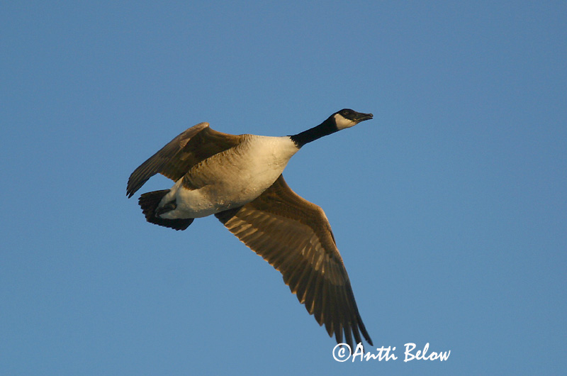 Avainsanat: Oca del Canadà ssp aleuta Kanadagås Canadese gans Canada Goose Kanada lagle Kanadanhanhi Bernache du Canada Kanadagans Kanadai lúd Kanadagæs Oca de Canada Kanadagås Ganso do Canadá Branta canadensis Barnacla Canadiense Kanadagås