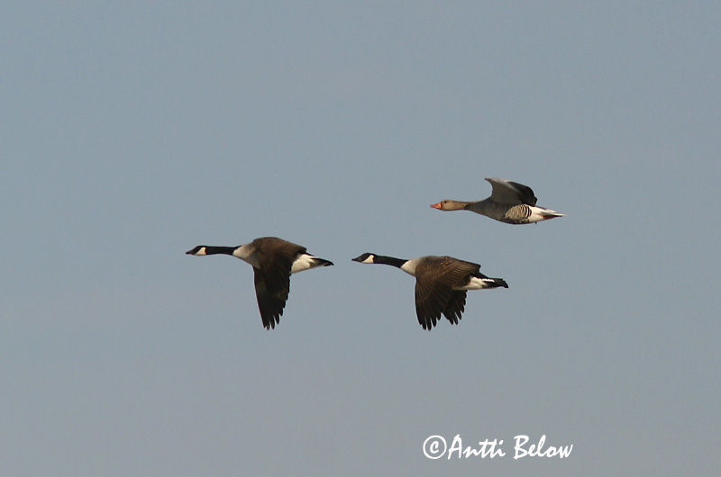 Avainsanat: Oca del Canadà ssp aleuta Kanadagås Canadese gans Canada Goose Kanada lagle Kanadanhanhi Bernache du Canada Kanadagans Kanadai lúd Kanadagæs Oca de Canada Kanadagås Ganso do Canadá Branta canadensis Barnacla Canadiense Kanadagås
