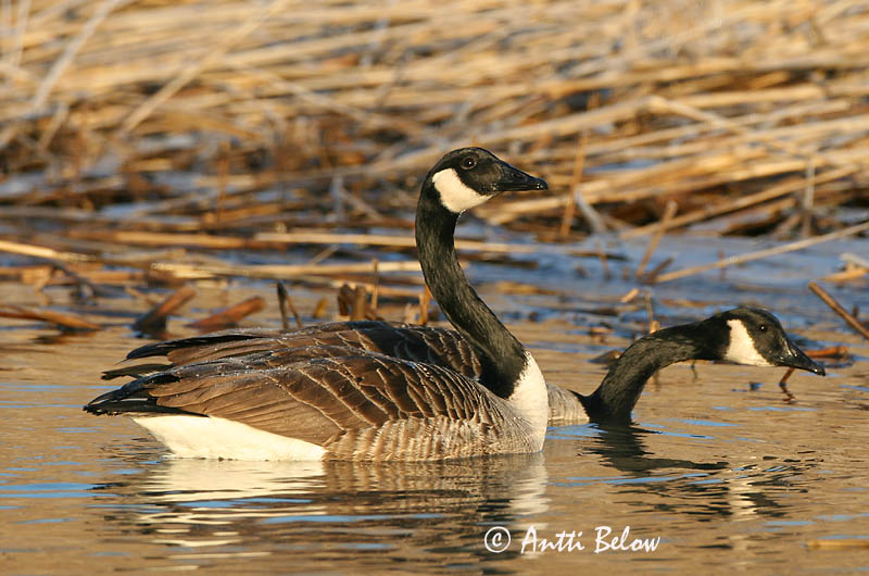 Avainsanat: Oca del Canadà ssp aleuta Kanadagås Canadese gans Canada Goose Kanada lagle Kanadanhanhi Bernache du Canada Kanadagans Kanadai lúd Kanadagæs Oca de Canada Kanadagås Ganso do Canadá Branta canadensis Barnacla Canadiense Kanadagås