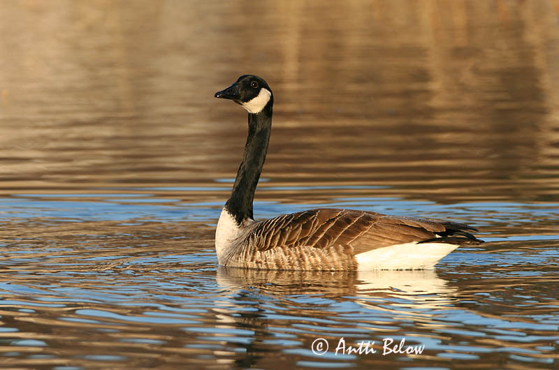 Avainsanat: Oca del Canadà ssp aleuta Kanadagås Canadese gans Canada Goose Kanada lagle Kanadanhanhi Bernache du Canada Kanadagans Kanadai lúd Kanadagæs Oca de Canada Kanadagås Ganso do Canadá Branta canadensis Barnacla Canadiense Kanadagås