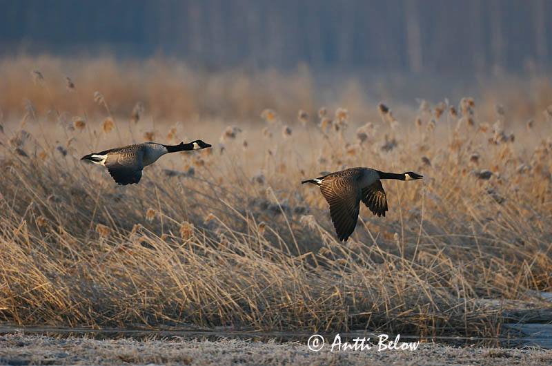 Avainsanat: Oca del Canadà ssp aleuta Kanadagås Canadese gans Canada Goose Kanada lagle Kanadanhanhi Bernache du Canada Kanadagans Kanadai lúd Kanadagæs Oca de Canada Kanadagås Ganso do Canadá Branta canadensis Barnacla Canadiense Kanadagås