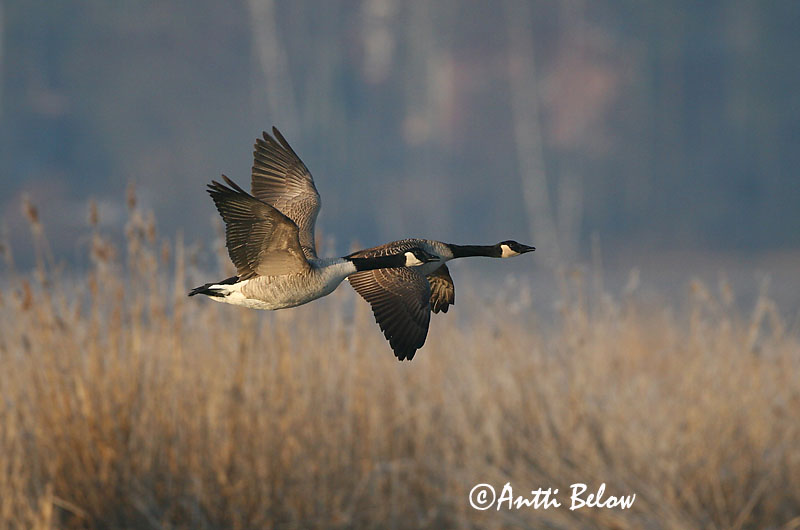 Avainsanat: Oca del Canadà ssp aleuta Kanadagås Canadese gans Canada Goose Kanada lagle Kanadanhanhi Bernache du Canada Kanadagans Kanadai lúd Kanadagæs Oca de Canada Kanadagås Ganso do Canadá Branta canadensis Barnacla Canadiense Kanadagås